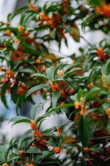 Wall Mural - Osmanthus flowers blooming on branches in autumn