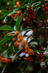 Wall Mural - Osmanthus flowers blooming on branches in autumn