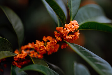 Wall Mural - Osmanthus flowers blooming on branches in autumn