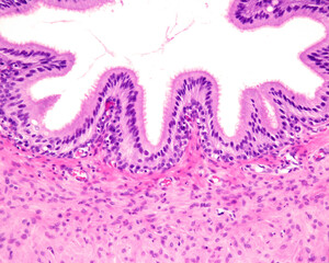 Poster - Vas deferens. Pseudostratified epithelium