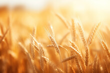Saisonal Wheat Field In Luminous Golden Colors. Close-up With Short Depth Of Field And Abstract Bokeh