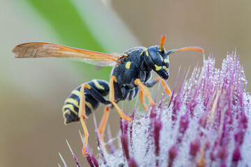 Wall Mural - a wasp collects nectar on a flower. close-up. macro.