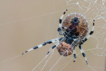 Wall Mural - araneus spider weaves a web. close-up. macro photography.