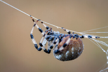Wall Mural - araneus spider weaves a web. close-up. macro photography.