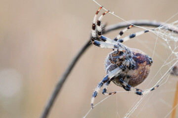 Wall Mural - araneus spider weaves a web. close-up. macro photography.
