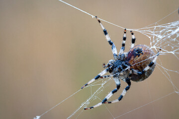 Wall Mural - araneus spider weaves a web. close-up. macro photography.