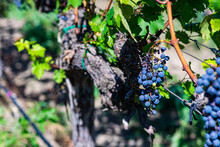 Ripe Grapes Growing On Vine