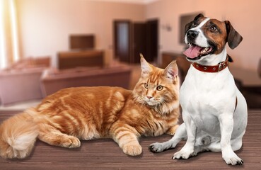 Cute smart dog and cat. Pet concept