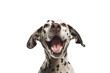 dalmatian dog isolated on transparent background. Generative Ai