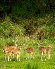 Wall Mural - wild spotted deer or chital or axis deer family or herd or group alert curious face expression in natural scenic green background at bandhavgarh national park forest tiger reserve madhya pradesh india