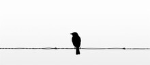 Black And White Bird Illustration Of A Silhouette On A Wire