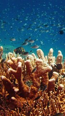 Wall Mural - Underwater footage of the healthy coral reef with a lot of fish swimming around in the Komodo National Park in Indonesia