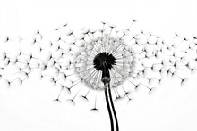 Macro Flower Light Freedom White Summer Dandelion Blowball Seeds Concept Wind Fluffy Plant