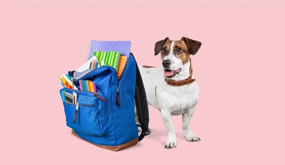 Canvas Print - Cute small dog and school backpack with stationery