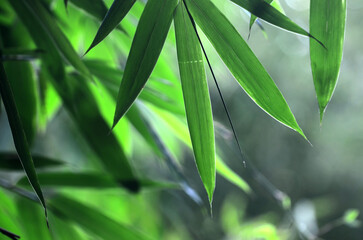  Bamboo leaves with blur background
