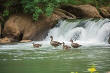 Geese Family Swim In River Near Waterfall. Generative AI