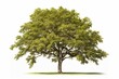 Isolated American elm tree. Generative AI