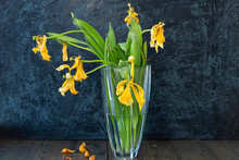 Bouquet Of Wilted Yellow Tulips In A Vase On A Black Background. Copy Space