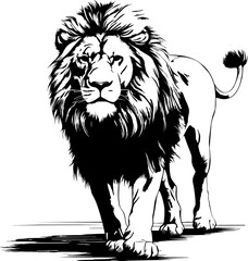 brush painting ink draw isolated lion illustration.