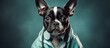 A Boston Terrier puppy with stethoscope isolated on grey background treating the cold season