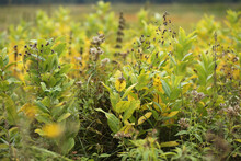 Yellow-green Broad-leaved Plants Grow In The Lowlands.