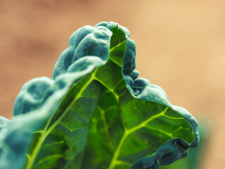 Crumpled green leaf on blurred backdrop