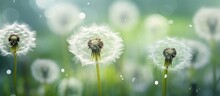 Natural Green Blurred Spring Background With White Fluffy Dandelions