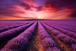 Beautiful purple field with captivating colors. Generative AI