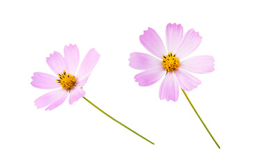 Wall Mural - Set of pink cosmos flowers isolated on white or transparent background