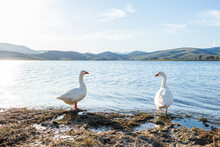 Pair Of Geese At Edge Of Lake Water In Bright Afternoon Light About To Wade In