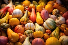Pile Of Colorful Autumn Gourds In Daylight