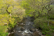 Exmoor river flowing through green Spring trees