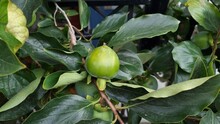 Green Persimmon Grows On A Tree. Exotic Fruits.