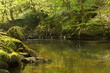 Reflections in a calm Exmoor river.