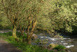Exmoor river and  trees in spring sunshine 