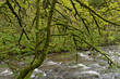 Mossy trees by a river in Exmoor
