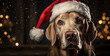 Cute Santa claus dog on a blur background - Christmas winter photography