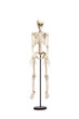 © Ljupco Smokovski - Studio shot of a human skeleton on a stand