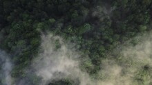 Drone shot of a Foggy moody forest  from above