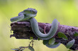 Lesser Sunda pit viper (Trimeresurus insularis)coiled on a tree branch