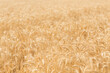 © Austockphoto - Golden wheat in field ready to harvest