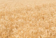 Golden Wheat In Field Ready To Harvest