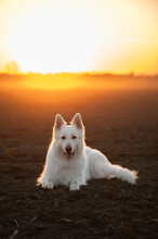 White Swiss Shepherd  Dog Portrait On The Field
