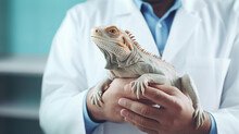 Veterinarian Holding An Iguana In His Hands Close-up