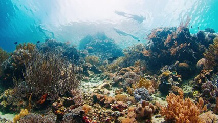 Sticker - Underwater view of the vivid and healthy coral reef in the famous Komodo National Park in Indonesia with freedivers swimming on the background