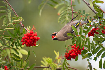 Beautiful Bohemian Waxwing (Bombycilla garrulus) feeding on Rowan tree berries