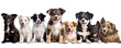 Happy smilling dog puppies of different breeds isolated on white background generative ai