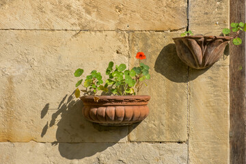 Poster - Kapuzinerkresse (Tropaeolum majus)