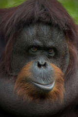 Wall Mural - Closeup Bornean orangutan Pongo pygmaeus