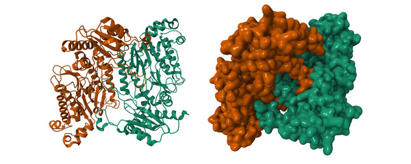 Wall Mural - Crystal structure of human prolidase. 3D cartoon and Gaussian surface models, chain id color scheme,  PDB 2iw2